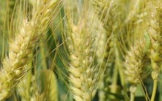 九圣禾D606小麦栽培技术要点，10月10日以后播种