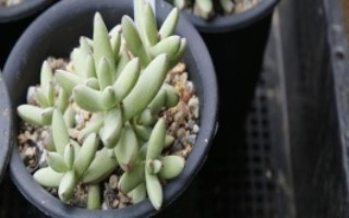 子宝多肉的生长环境，生长期间每隔20-30天浇一次水