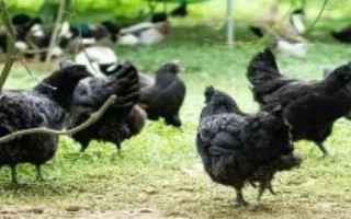 鸡的类型，分为蛋用型、肉用型和兼用型