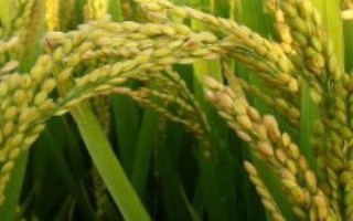 呈两优607水稻栽培技术要点，全生育期133.2天