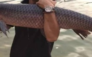 钓青鱼适合用什么饵料打窝，要根据季节选择出钓时间