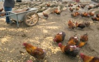 养鸡小散户是否会被淘汰，随着养鸡场规模化发展、散户可能会逐渐消失