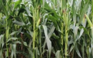 丰德存玉10号玉米介绍，夏季种植生育期为100-105天