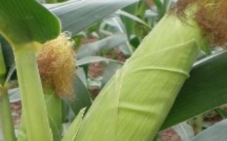 中农大633玉米栽培技术要点，6月上旬至中旬播种