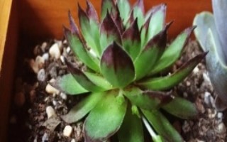 养殖观音莲的方法，截取后晾干并涂抹生根粉、再固定至土壤中