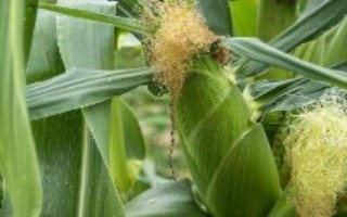 SK805玉米栽培技术要点，中等肥力以上地块种植