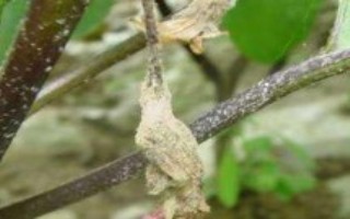 防治措施，整个生育期内都有发病可能性