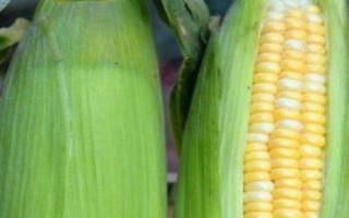 腾玉127玉米栽培技术要点，中抗茎腐病