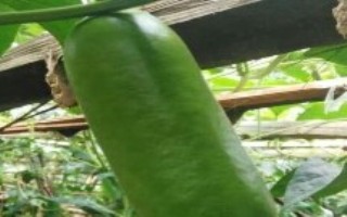 7月份能种植甜瓜吗，是很热销的水果