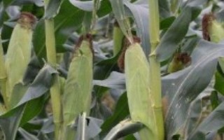 禹堃823玉米栽培技术要点，密度5000株/亩左右