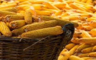 黔糯268玉米栽培技术要点，特别是草地贪夜蛾的防治