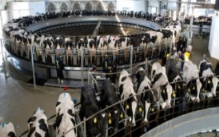 奶牛有什么本领，可以产出大量的牛奶