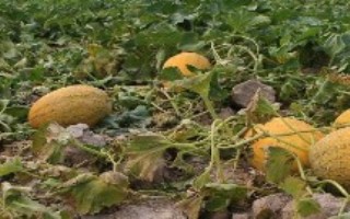 哈密瓜从种植到成熟要几个月，西州蜜深受全国人们喜爱