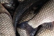 常见的鲫鱼种类，有中科3号、大板鲫、银灰鲫鱼等