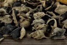 伊春榛蘑，是我国优质黑木耳主产区