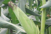 济农806玉米栽培技术要点，夏播生育期105天