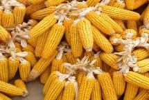 必祥623玉米栽培技术要点，中抗穗腐病