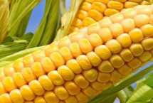 梅亚1601玉米栽培技术要点，中抗玉米螟5.5MR