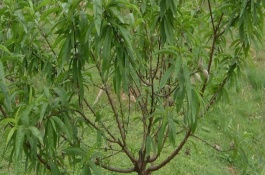 桃树冬天施肥好还是春天施肥好，在七月给桃树使用