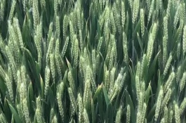 河农825小麦栽培技术要点，播种量10~12公斤/亩