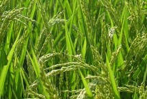 潢优115水稻栽培技术要点,全生育期119.8天