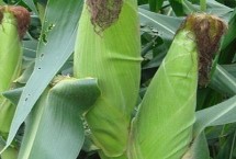 陕单683玉米栽培技术要点，两年区试平均生育期130天