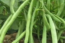 四季豆的培育技巧，通常在每年的春季打叶