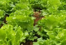 生菜生吃是甜的还是苦的，颜色越是浅绿的苦味越少