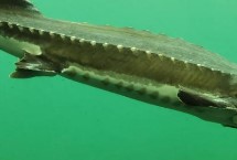 鲟鱼养殖注意事项，鱼苗和成鱼的食物有区别