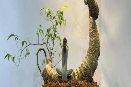 簕竹根没芽能不能长出竹子，生长期要每隔3天浇一次水