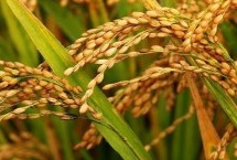 珍优润禾水稻栽培技术要点，该品种基部叶叶鞘绿色