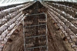 鸡枞菌喜阴还是喜阳，将种植温度保持在25-30℃为佳