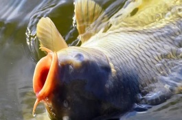 钓鱼适合用腥味还是香味饵料，包括鲤鱼、草鱼、鲫鱼等鱼类