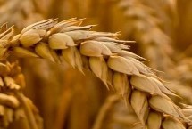 农麦300小麦栽培技术要点，在生产过程中注意蚜虫的防治