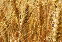 谷神6号小麦栽培技术要点，适宜播期10月上中旬