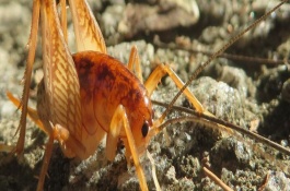 母蟋蟀在几月份交配产卵，依然可以存活并继续交配