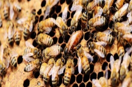 什么情况下蜜蜂会打架，蜂王负责产卵繁衍