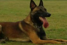 马犬幼犬的正确饲养方法，容易咬人不适合作为宠物