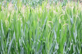 圣瑞686玉米栽培技术要点，夏播生育期109天