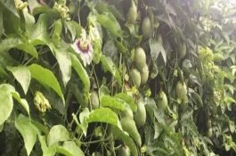 百香果什么时候采摘，在定植后应该浇足定根水