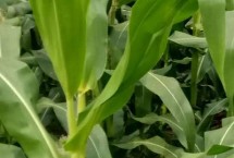 雷奥1892玉米栽培技术要点，中抗茎腐病