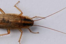 蟑螂会不会飞，会出现斑点和红肿