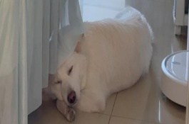 怎么预防狗狗耳道发炎，可能会引发中耳炎