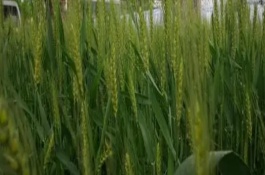 如何确保冬小麦的高产稳产，应保护好幼苗、浇水补灌等