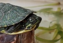 巴西彩龟可以长到什么程度，体长可达到30厘米左右