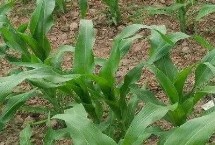 豪威538玉米栽培技术要点，中抗穗腐病