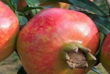 石榴如何剥皮，通过颜色、形状、重量和光泽判断