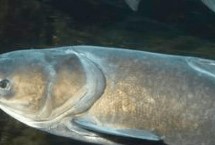 夜间钓鲢鳙要不要灯，钓浅是经常采用的一种方式