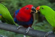 鹦鹉点头什么意思，一般隐藏在羽毛下