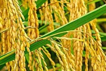 珂两优8612水稻栽培技术要点，5月中下旬播种